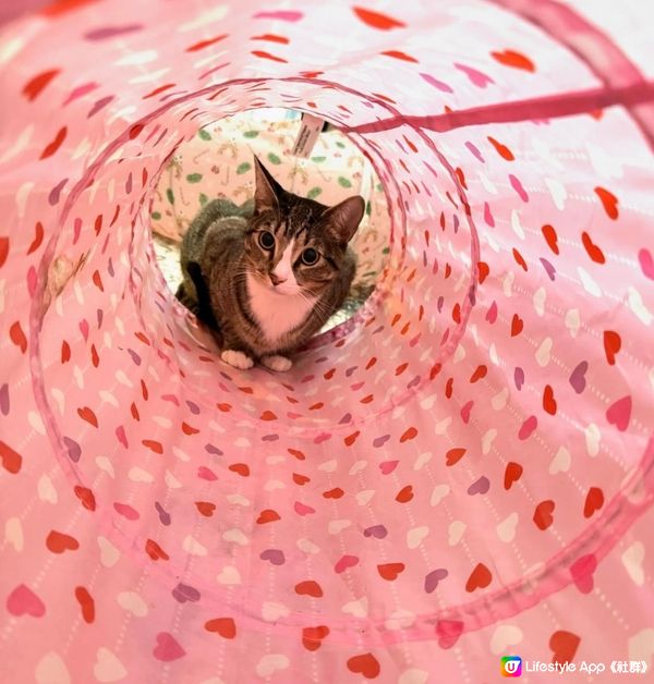 貓咪穿隧道 