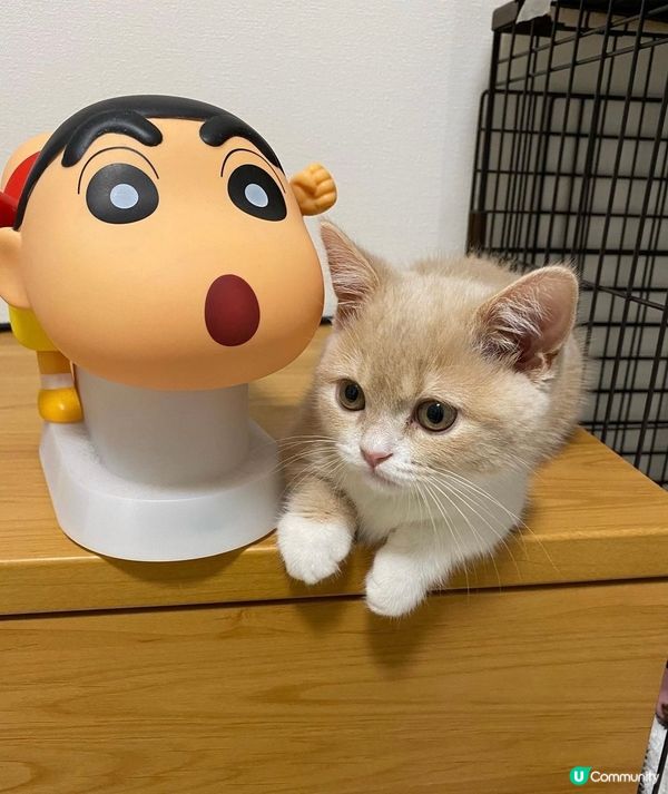 小新同我一樣大
