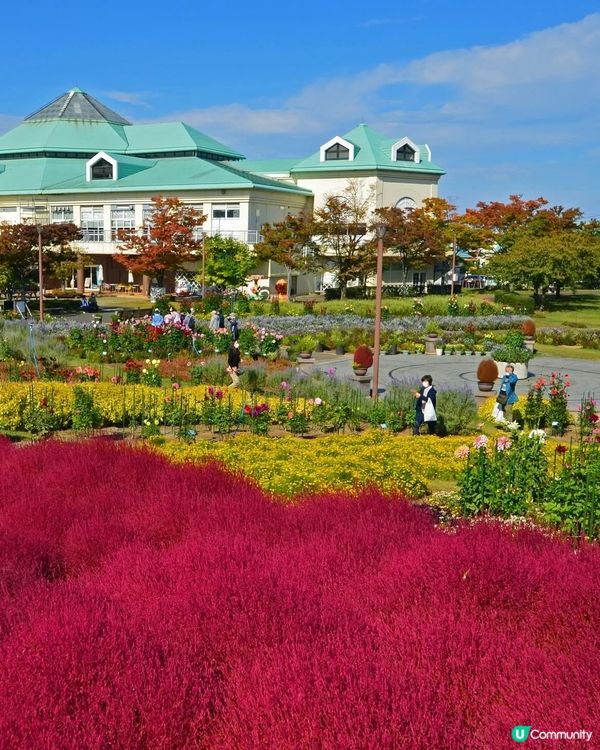 新潟村玩樂美食全攻略！🤩