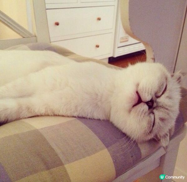 懶洋洋的貓仔😸