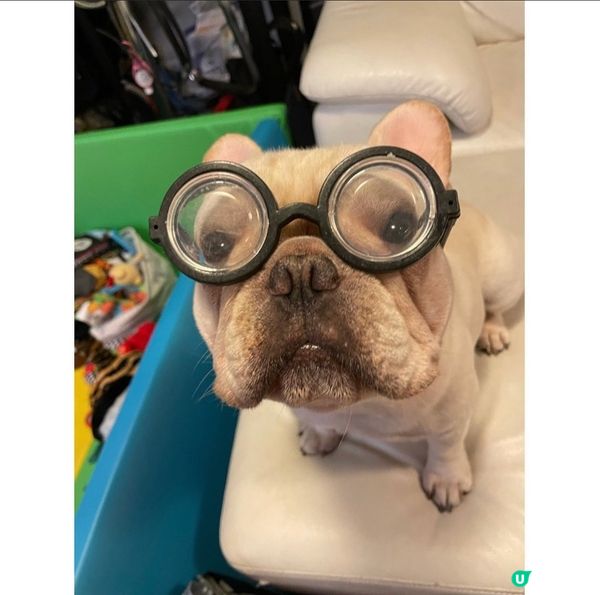 狗界林亞珍仲唔係我😅 帶左副眼鏡有冇睇野清楚啲啊！#毛孩放大...