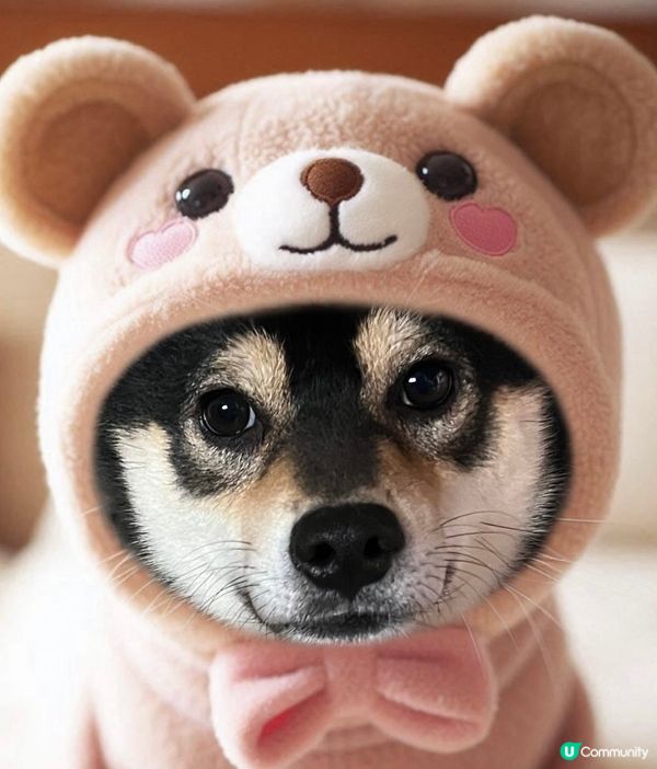 #毛孩最愛spa #他總是喜歡對着鏡頭來展現可愛型格的特質，...