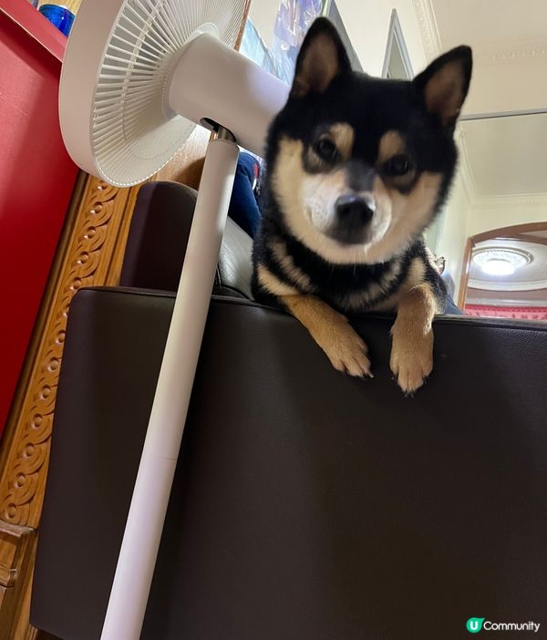 #毛孩最愛spa #他總是喜歡對着鏡頭來展現可愛型格的特質，...