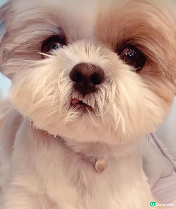 家政男：仲咩今日又木咀呀？（見圖一）