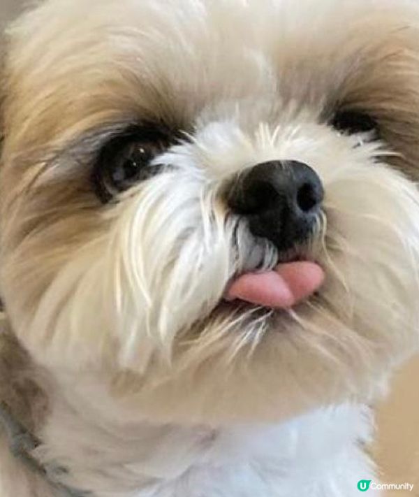 家政男：仲咩今日又木咀呀？（見圖一）