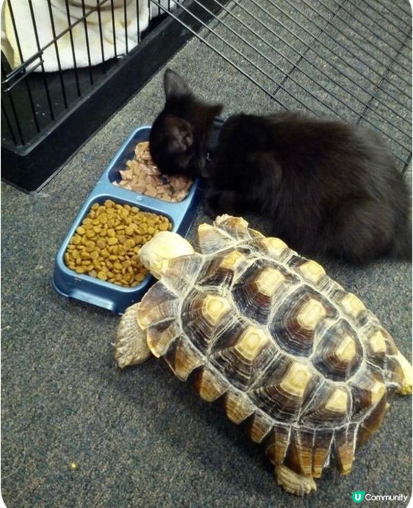 烏龜和貓共融