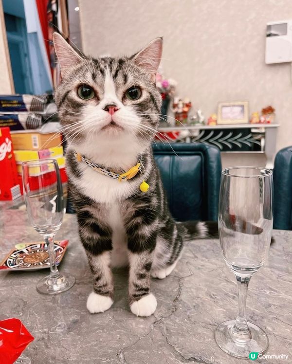 我有酒杯🍸，你有零食嗎？