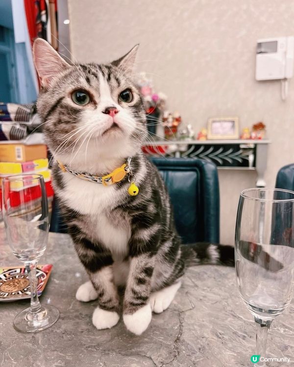 我有酒杯🍸，你有零食嗎？