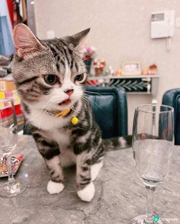 我有酒杯🍸，你有零食嗎？