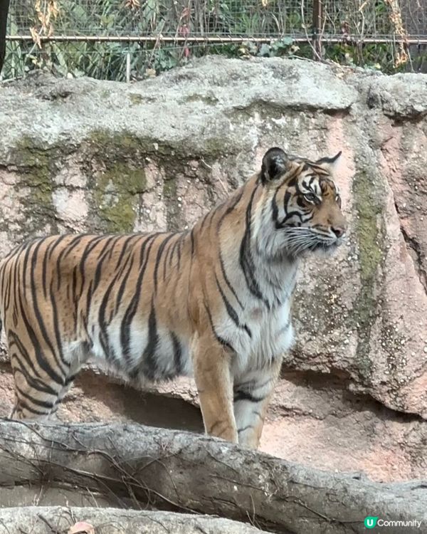 去動物園睇動物