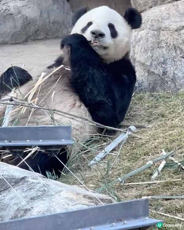 去動物園睇動物