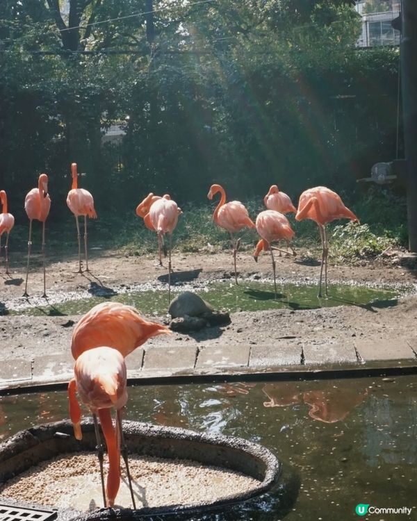 去動物園睇動物