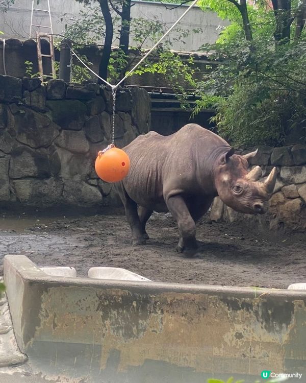 去動物園睇動物