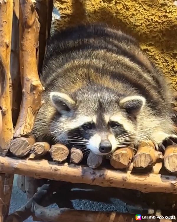 ｛佛山親子遊｝ 室內動物園