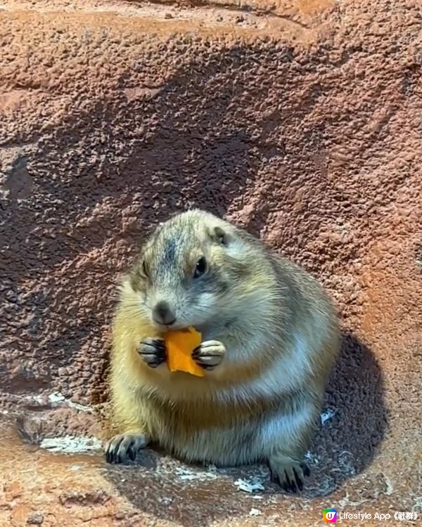 ｛佛山親子遊｝ 室內動物園