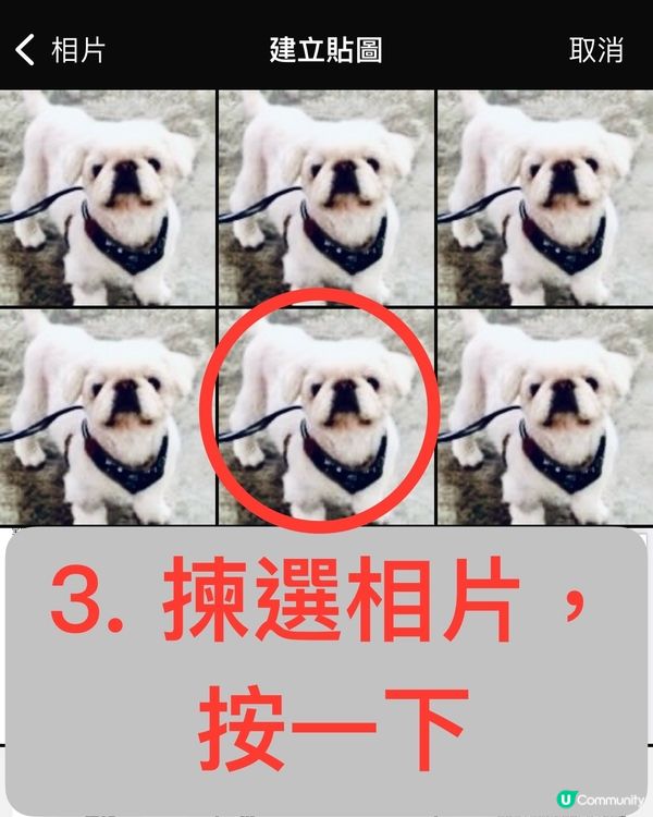 🐶幫主子製作WhatsApp貼圖，簡單4️⃣步完成