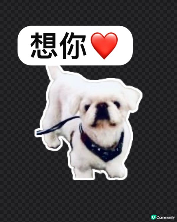🐶幫主子製作WhatsApp貼圖，簡單4️⃣步完成
