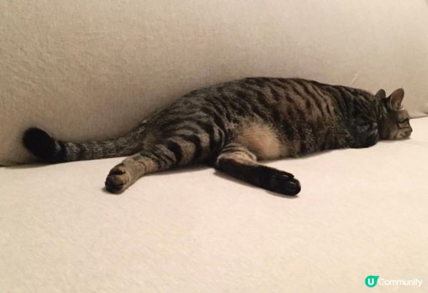 🐱：咪叫我貓貓，我是隻海豹