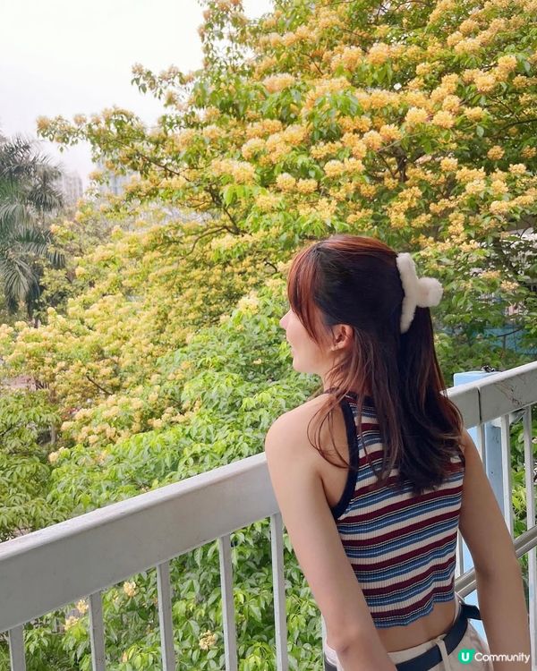 魚木花😚😚