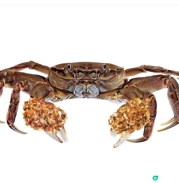 靚到似電腦畫既木顏色畫展✨