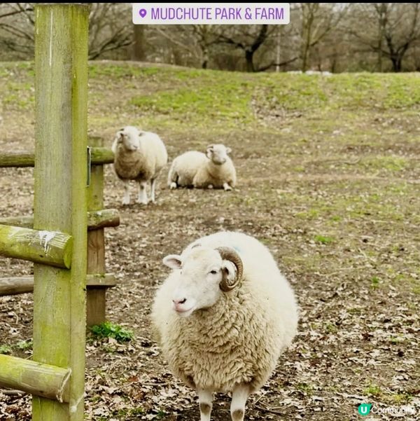 🌿倫敦市區的秘密天地-超級可愛的動物農場!