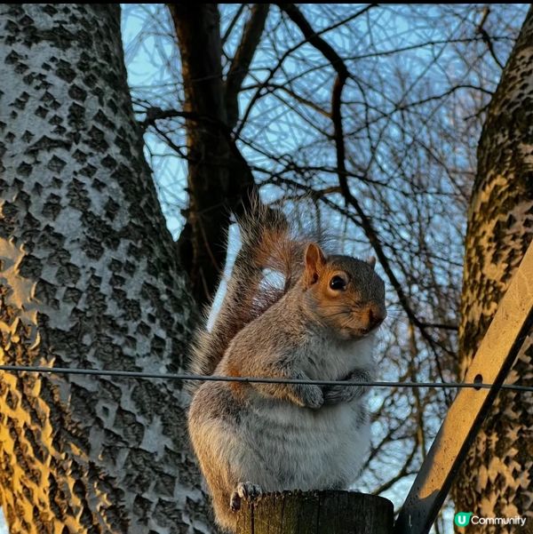 🌿倫敦市區的秘密天地-超級可愛的動物農場!