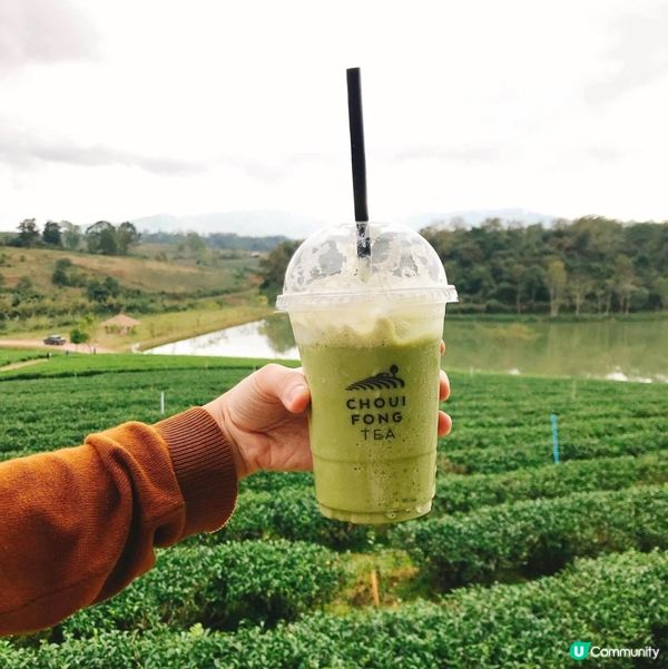 清萊翠峰茶園打卡📸  世外桃園咁靚😍仲有超美味的茶制蛋糕飲品