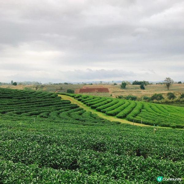清萊翠峰茶園打卡📸  世外桃園咁靚😍仲有超美味的茶制蛋糕飲品