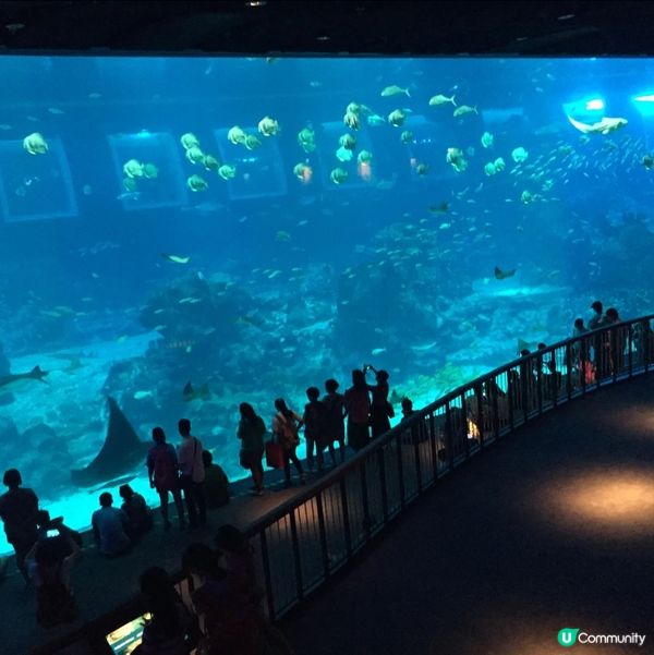 🇸🇬 新加坡SEA海洋館- 超級治癒的地方！