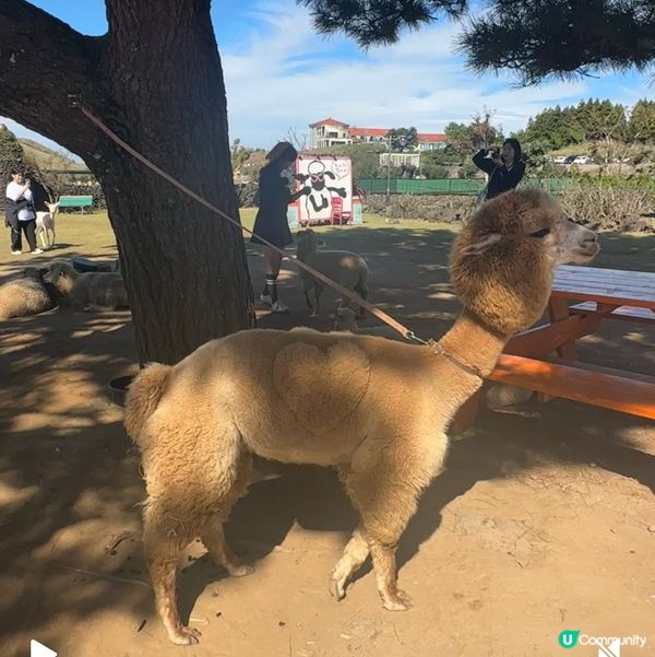 濟州新星朋友農場 🐑🦙🐷  親親動物，餵食樂趣！