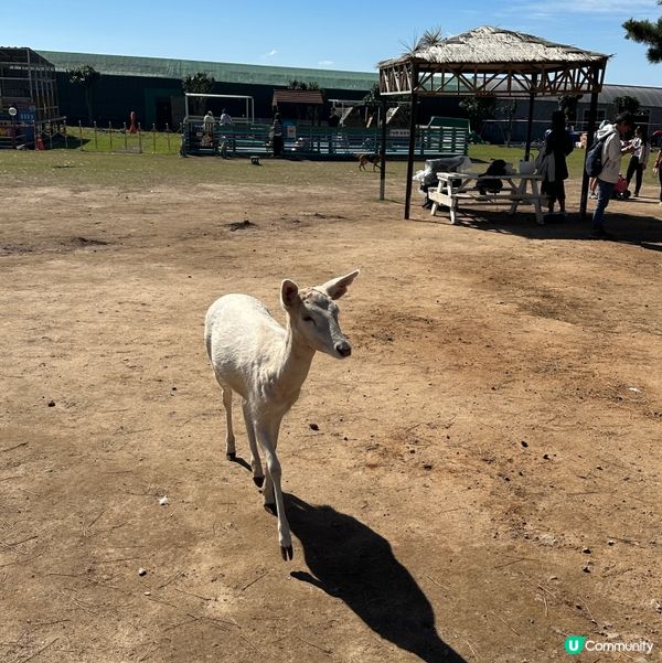 濟州新星朋友農場 🐑🦙🐷  親親動物，餵食樂趣！