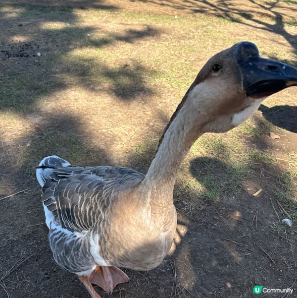 濟州新星朋友農場 🐑🦙🐷  親親動物，餵食樂趣！