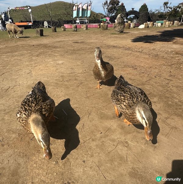濟州新星朋友農場 🐑🦙🐷  親親動物，餵食樂趣！