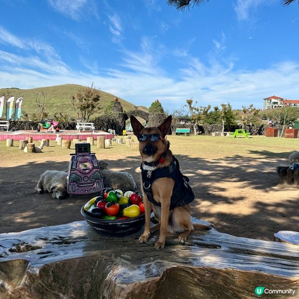 濟州新星朋友農場 🐑🦙🐷  親親動物，餵食樂趣！