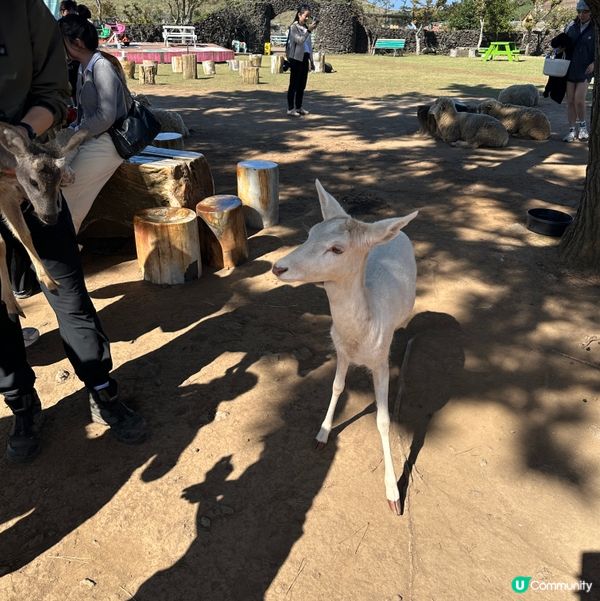 濟州新星朋友農場 🐑🦙🐷  親親動物，餵食樂趣！