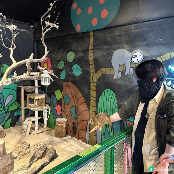 濟州新星朋友農場 🐑🦙🐷  親親動物，餵食樂趣！