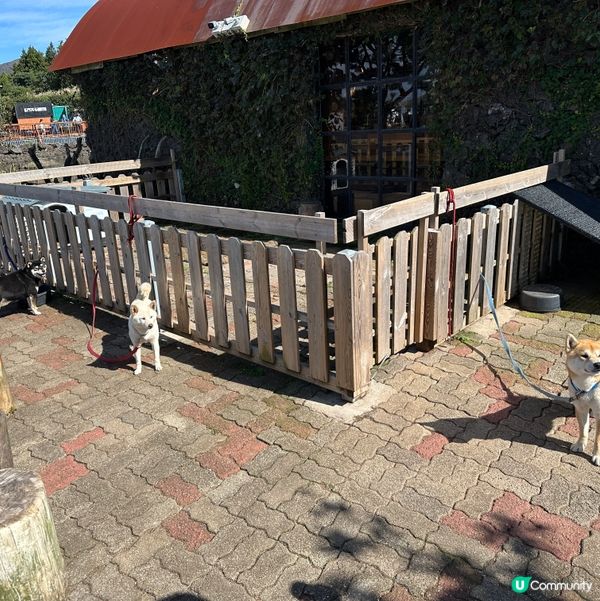 濟州新星朋友農場 🐑🦙🐷  親親動物，餵食樂趣！