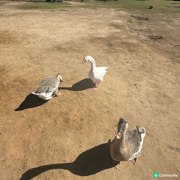 濟州新星朋友農場 🐑🦙🐷  親親動物，餵食樂趣！