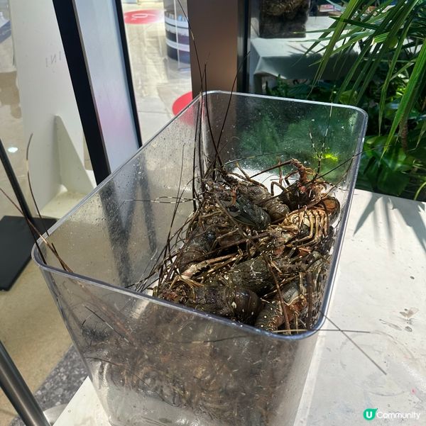 深圳曼格活海鮮自助餐🤤 海鮮控必去 🦀🦐🦞 抵食夾大件👍