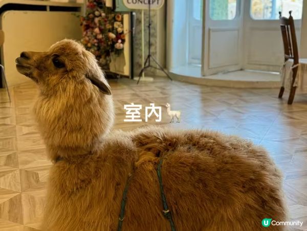 深圳一日遊，密室+草泥馬，打卡不停！🦙✨