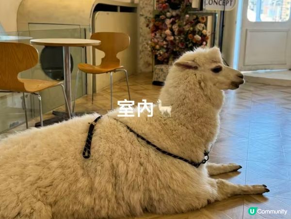 深圳一日遊，密室+草泥馬，打卡不停！🦙✨