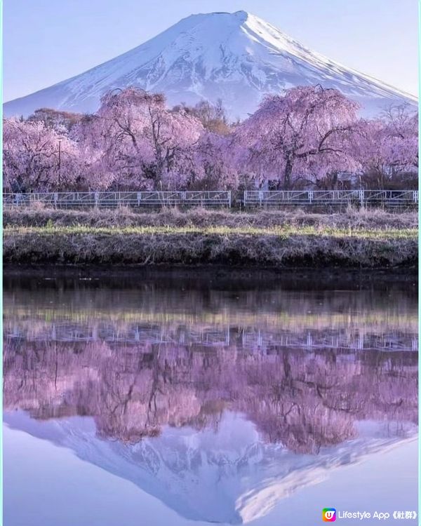 觀賞富士山🗻全景的絕佳位置-新倉山淺間公園🏞️