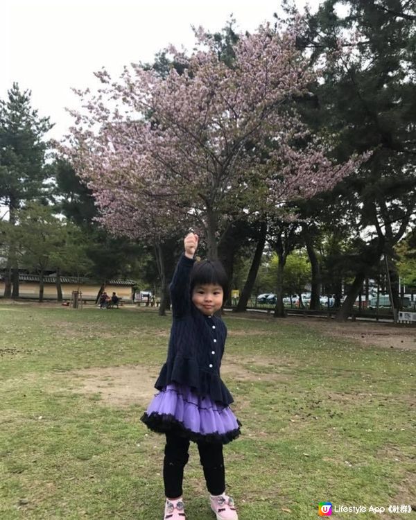 樱花之旅-去奈良公園，一邊欣賞樱花靚景、一邊餵鹿，親親大自然