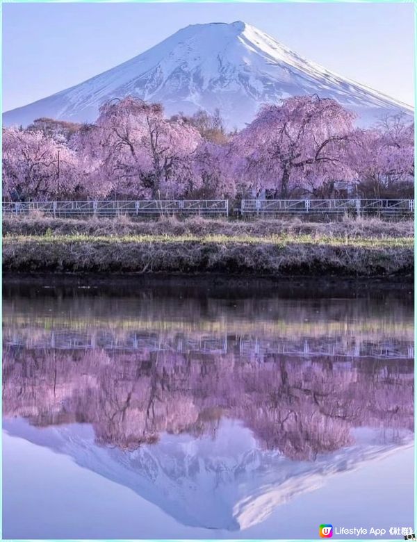 觀賞富士山🗻全景的絕佳位置-新倉山淺間公園🏞️