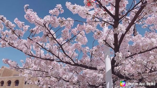 名古屋，假如你在櫻花季，去到名古屋，太美了 （#OK即刻有）