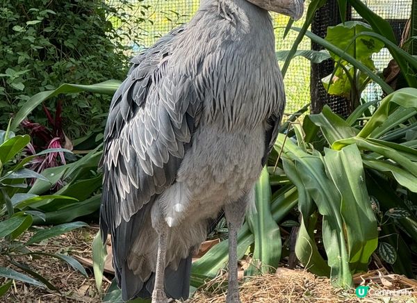 與動物0距離接觸