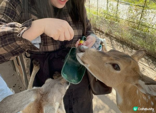 與動物0距離接觸
