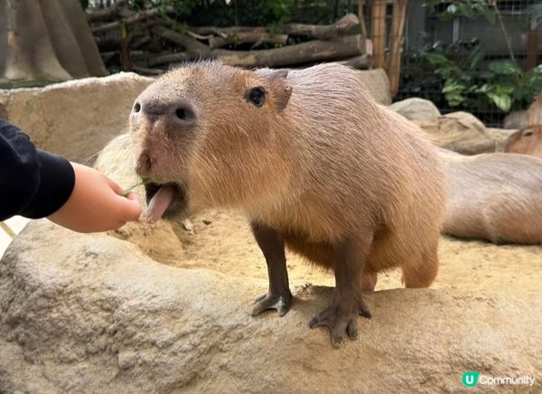 與動物0距離接觸