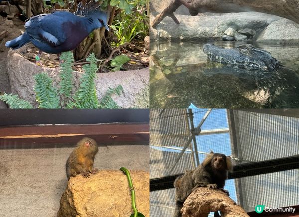 與動物0距離接觸