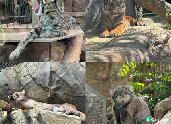 與動物0距離接觸